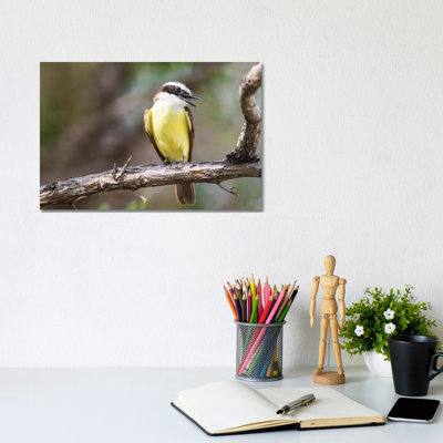 Belize, Ambergris Caye. Great Kiskadee Calls from a Perch. par Elizabeth Boehm - Photographie sur toile tendue