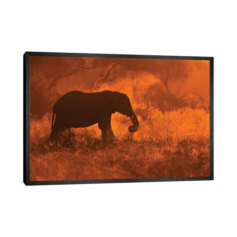Elephant In Savute by Mario Moreno - Print on Canvas, 45.72cm H x 66.04cm W x 3.81cm D, Black Floater Framed