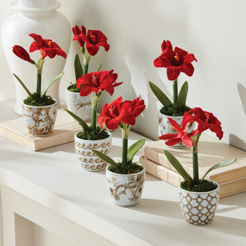 MINI AMaryllis en pot 9 po