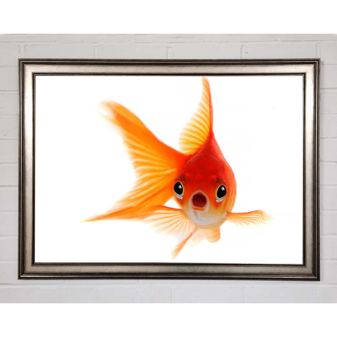 Gerahmtes Leinwandbild Shocked Goldfish