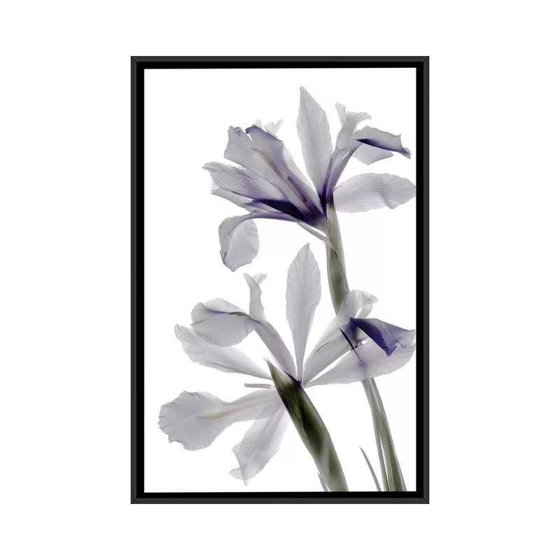 « x-ray iris », reproduction sur toile, H 26 po x l 18 po x P 1,5 po, Toile avec cadre noir