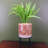 35cm Faux Plant in Ceramic Pot
