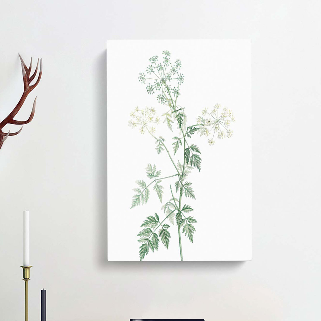 Hemlock Flowers by Pierre-Joseph Redoute - Wrapped Canvas