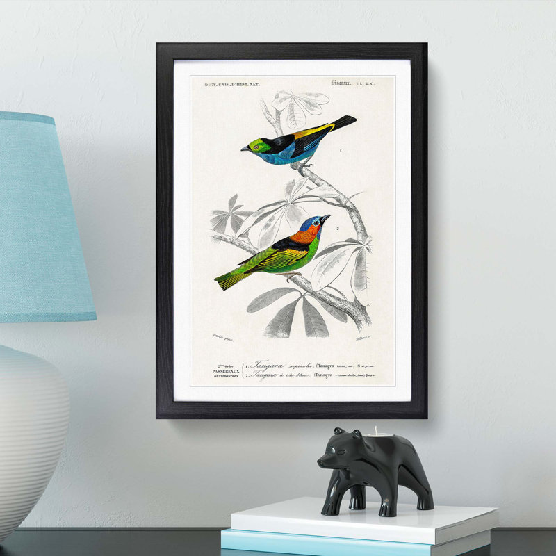 Bird Illustrations PL. 2C by Charles d Orbigny - Framed Print, Black Framed, 33cm H x 24cm W x 2cm D