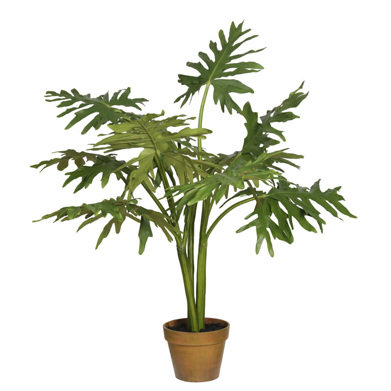 Clapp Monstera plante en pot