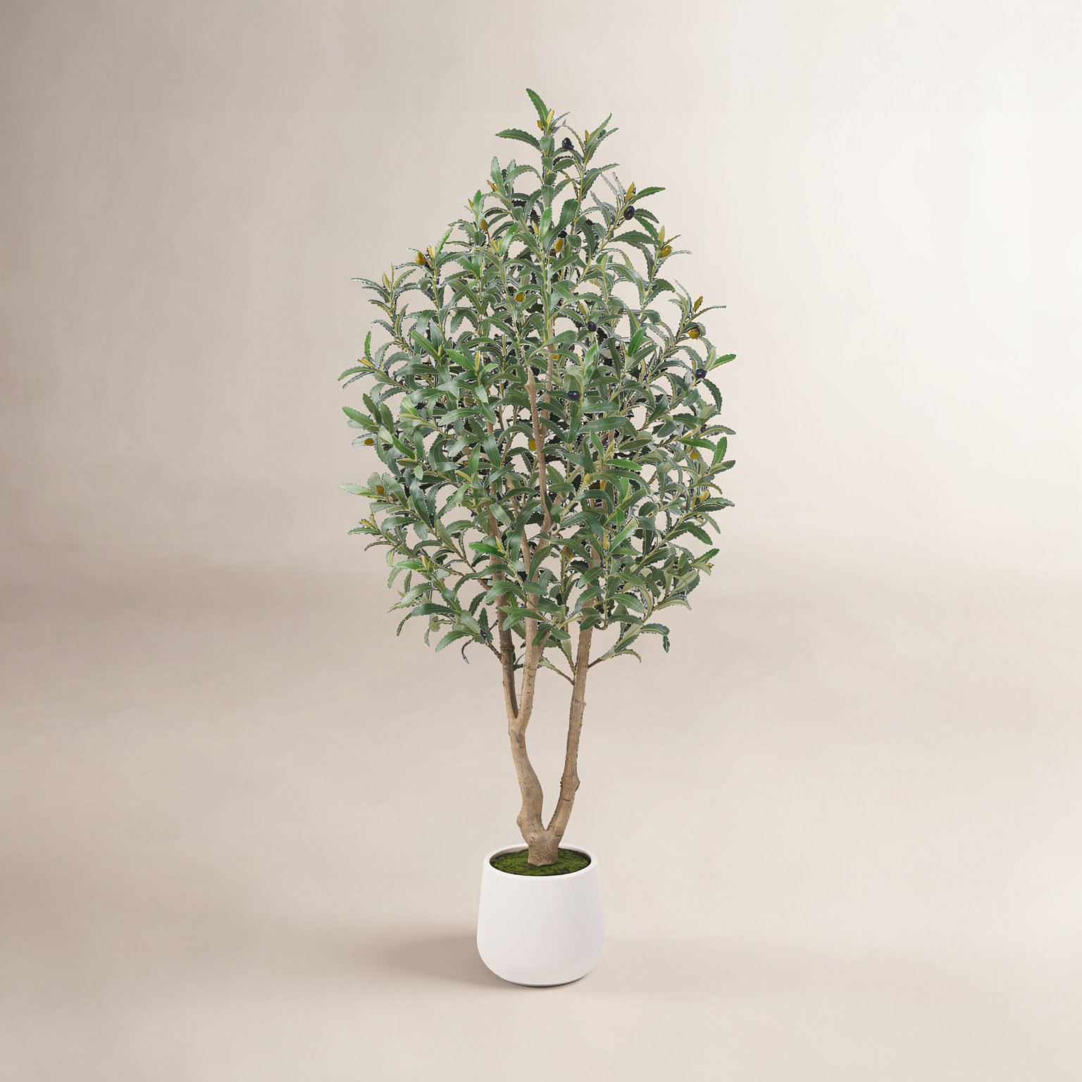 Olive Tree in Pot, 60" H x 26" W