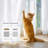  Non-See-Through Sheer Curtains 2 Panels for Living Room, Privacy Cat Proof Window Drapes for Bedroom, Rod Pocket Light Filtering Elegant Home Decoration-1580224567-1580224552