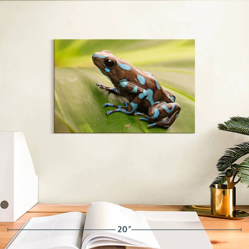 Brampt Exotic Dart Frog, 8" H x 12" W