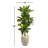 48" H Foliage Plant in Ceramic Planter