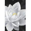 «Overhead View of Lotus Flower - Gray Flowers», reproduction encadrée