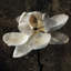 « magnolia ii », impression sur toile-20937365-72042589-72042584