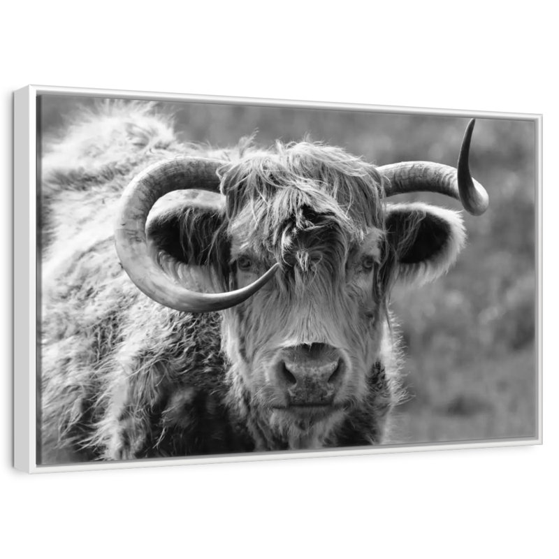 Vache Highland monochrome, Cadre flottant blanc, 43 po x 29 po