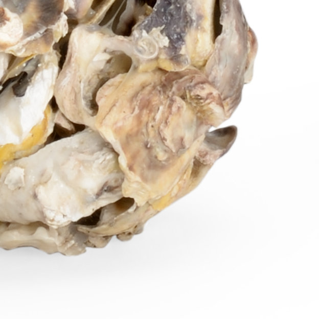 4'' H Oyster Shell Tabletop Candlestick