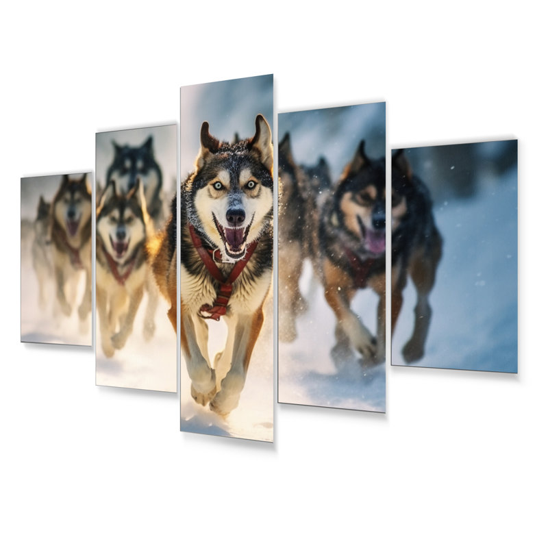 Alaska Dog Sledding I U.S. States & Territories Wall Decor on Metal