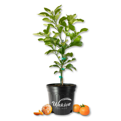 Nules Clementine Tree - Live Plants in 2 Gallon Pots - Florida Only - Fruit Bearing Citrus for Patio and Garden