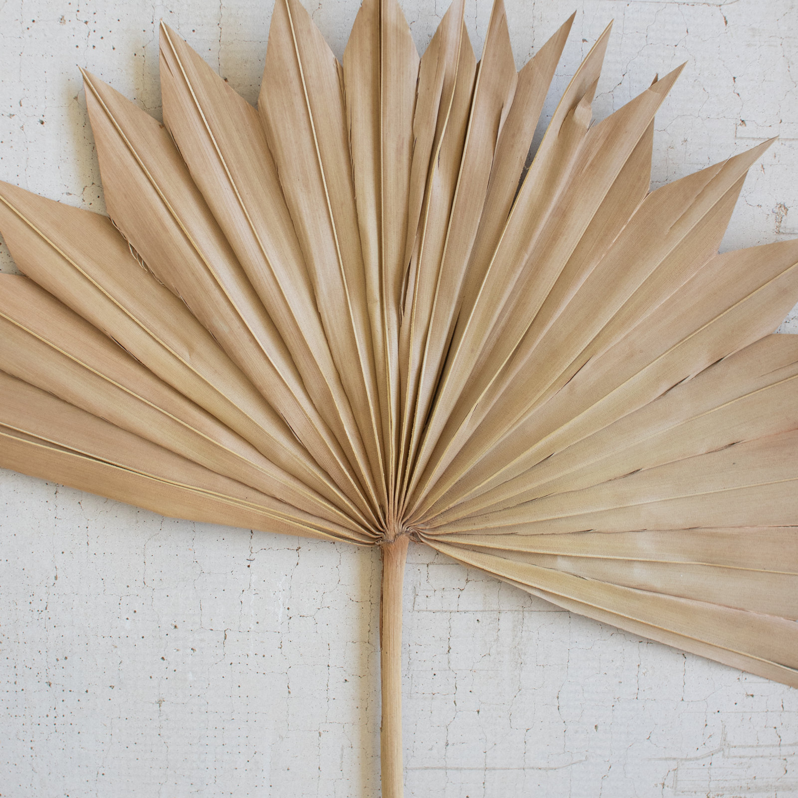 25" Palm Branch