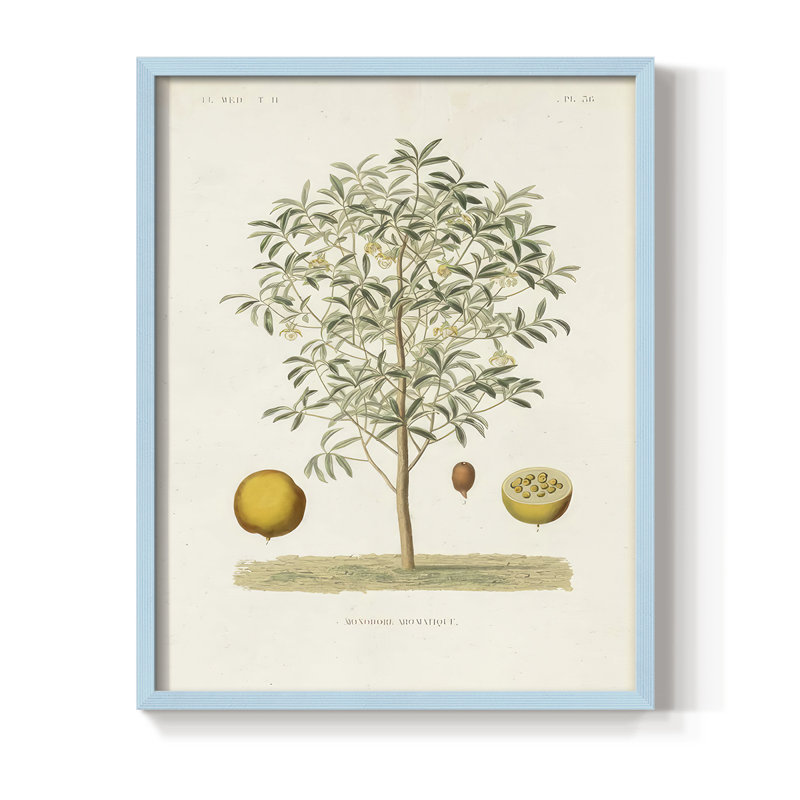 Arbre antique avec fruit IV, reproduction encadrée - bois massif, H 15 po x l 12 po, Bleu