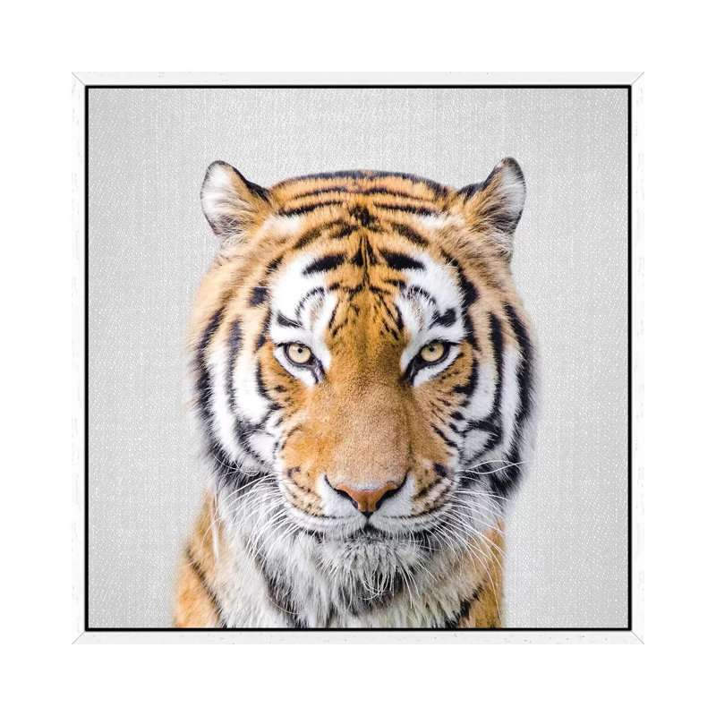 Tiger by Gal Design - Gallery-Wrapped Canvas Giclée on Canvas, 45.72 cm H x 45.72 cm W, White Framed