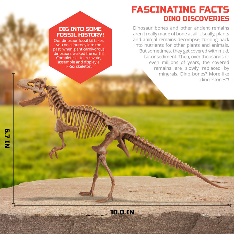 Dinosaur Excavation Kit 3D Skeleton