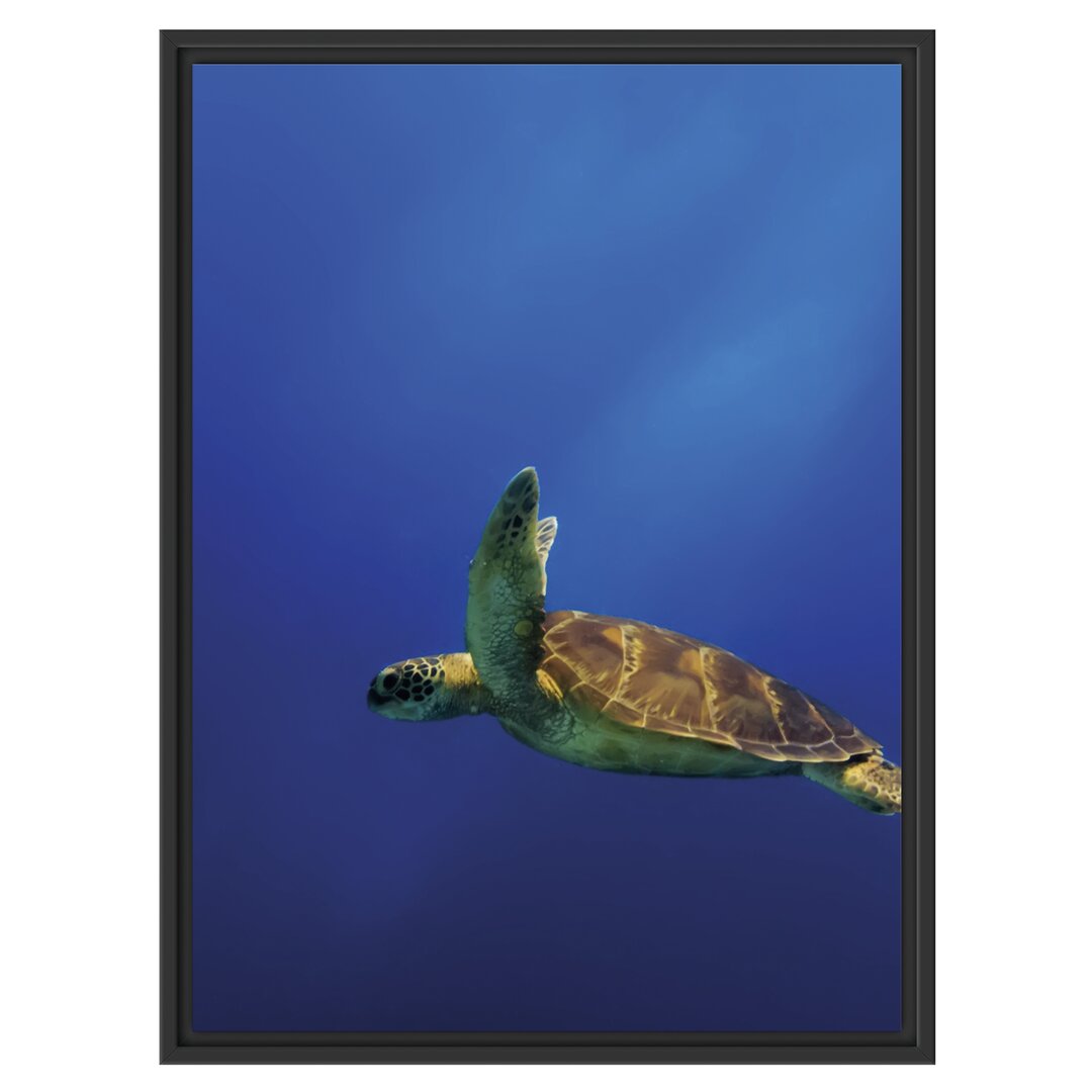 Gerahmtes Wandbild SchildkröteMeer