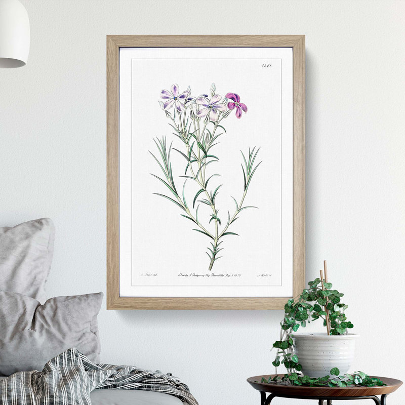 Purple Phlox Flowers - Framed Print, 48cm H x 36cm W x 2cm D, Oak Framed