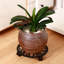Support à plantes roulant de 27,7 cm (10,9 pouces) en fer forgé, robuste, lot de 1, noir-1594040782
