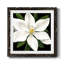 " Midnight Magnolia I "-62727054-62727055