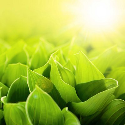 Fresh, Green Leaves par Saiva - Photographie sur toile tendue