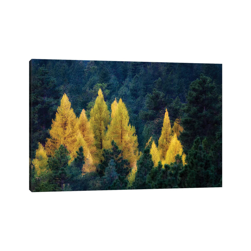 Larch Island by Dennis Frates - Print on Canvas, Wrapped Canvas, 45.72cm H x 66.04cm W x 3.81cm D
