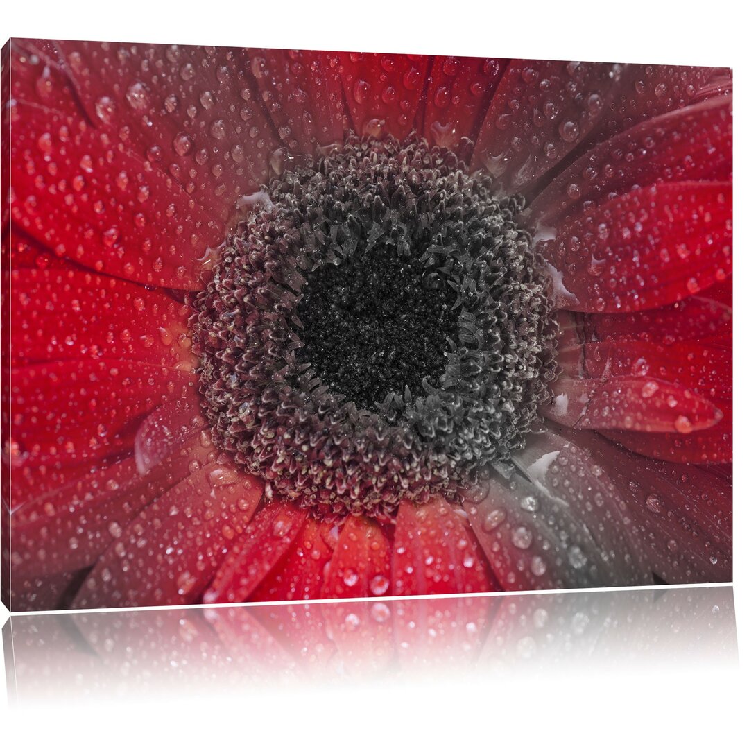 Leinwandbild Rote Gerbera mit Wassertropfen