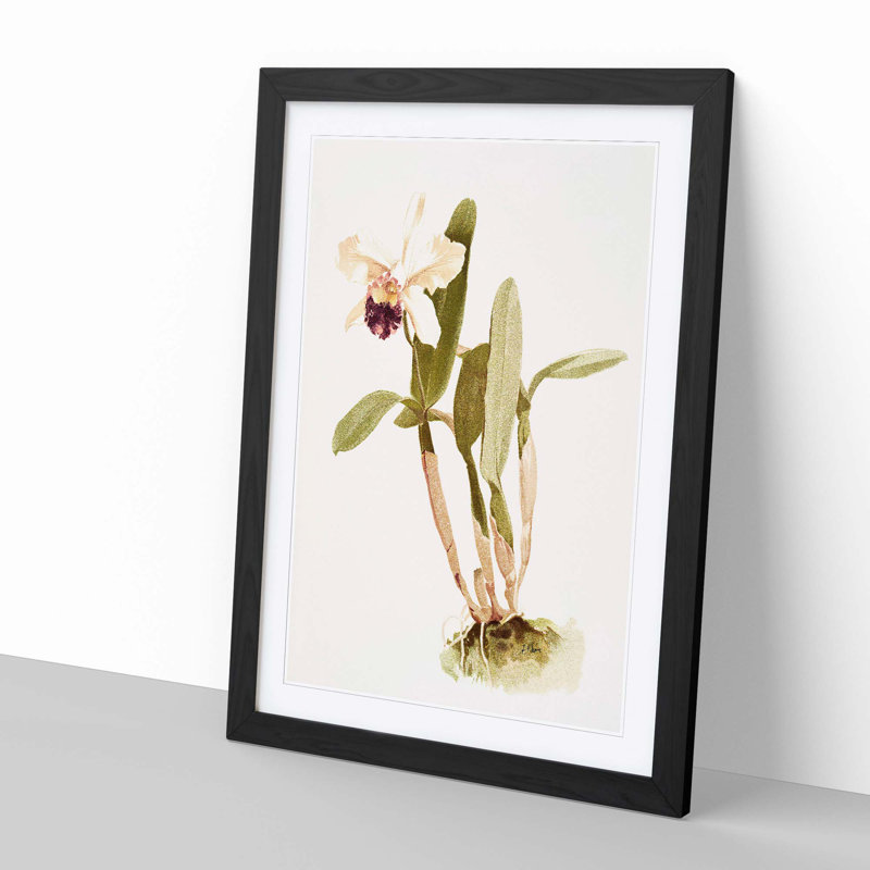 Magnolia Flowers Illustration Tab. 67 by Frederick Sander - Picture Frame Painting Print, 60cm H x 40cm W x 2cm D, Black