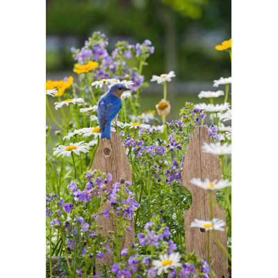 Eastern Bluebird, male 181147478