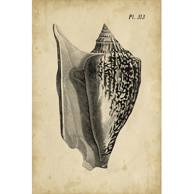 Vintage Diderot Shell III by Vision Studio - Wrapped Canvas Art Prints