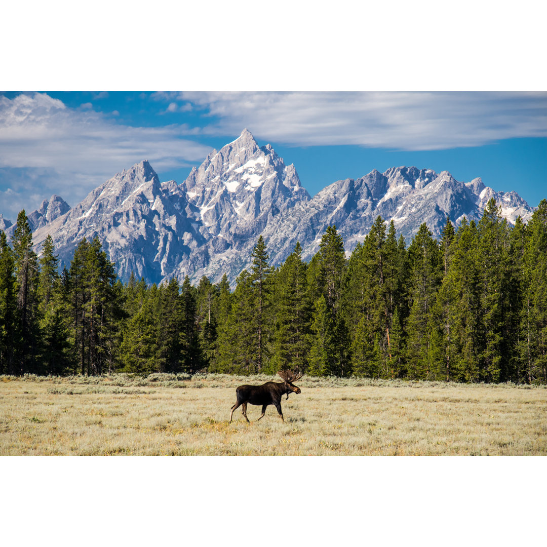 Leinwandbild Moose Under the Grand Teton von Mike Casella