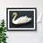 Inspirational Swan - Single Picture Frame Print-1817052803-1817052812