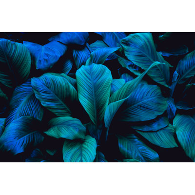 Skopelos Leaves Of Spathiphyllum Cannifolium - Wrapped Canvas Print