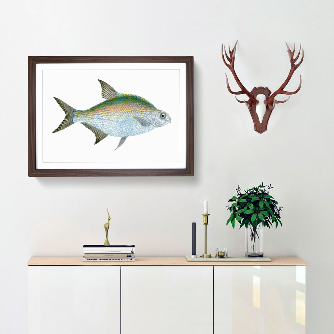 Bream Fish by Edward Donovan - Framed Print