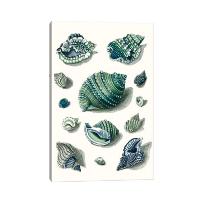 Celadon Shells II by Vision Studio - Wrapped Canvas Print