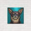 "Chihuahua bleu foncé" par Carolee Vitaletti-2117087675