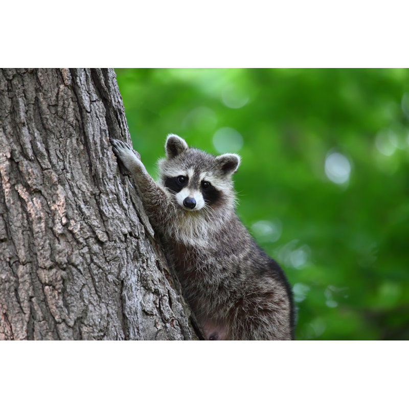 Raccoon Climbing A Tree Looking At Camera by Bukharova - Wrapped Canvas Print, 30cm H x 46cm W