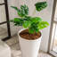 Pot à fleurs Laundyn-1672314236