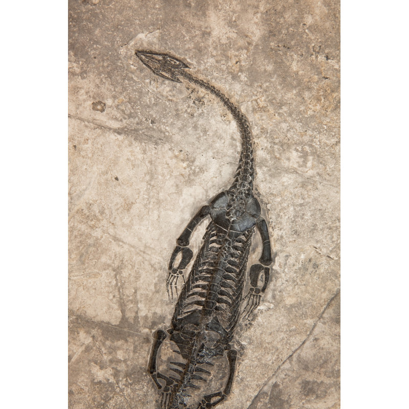 Fossil Of A Dinosaur - Wrapped Canvas Print, 91cm H x 61cm W x 3.8cm D