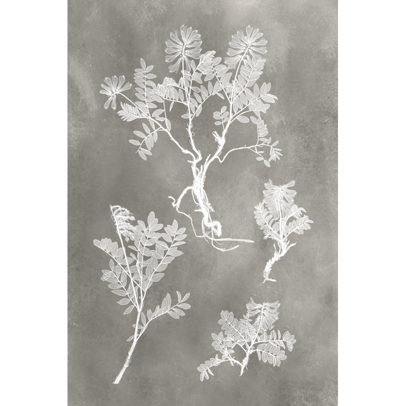 'Herbarium Study II' by Vision Studio - Painting Print, Wrapped Canvas, 76cm H x 51cm W