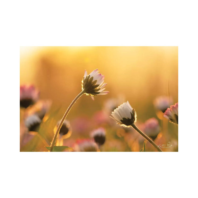 Daisies by Martin Podt - Wrapped Canvas Print, 66.04 cm H x 45.72 cm W x 3.175 cm D