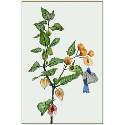 " Cape Gooseberry II " by Melissa Wang