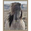Gray Mane Framed Photographic Print Canvas