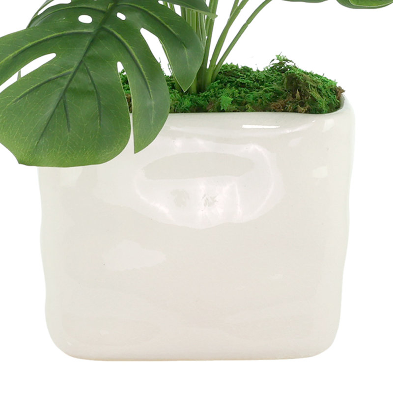 Split Leaf Philo Arrangement in a Ceramic Pot