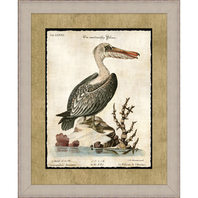 The Great Pelican " The Great Pelican 1 " Painting Print