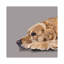 Golden Retriever by Vicki Newton - Wrapped Canvas Painting-637021429