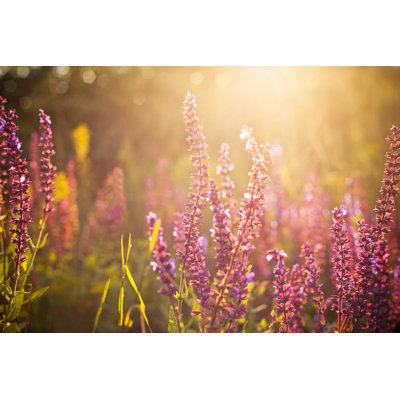 Beautiful Spring Wildflowers by Panco971 - Wrapped Canvas Print